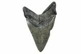Serrated, Fossil Megalodon Tooth - North Carolina #379229-2
